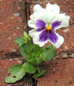 Blooming pansy