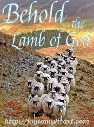 Behold the Lamb herd