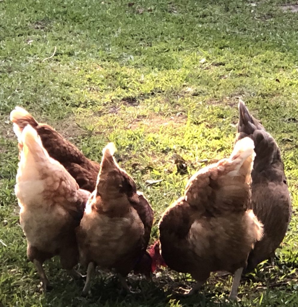 Renee's chickens